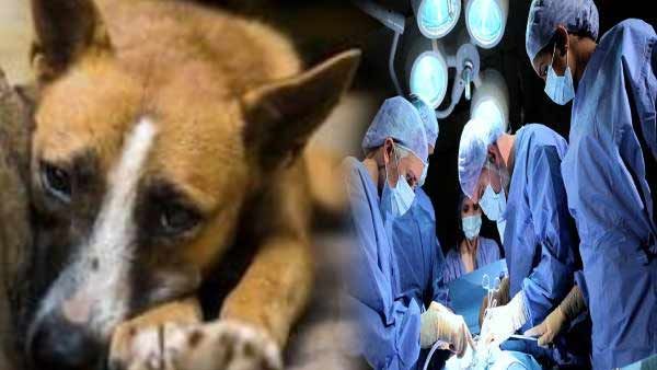 Jaunpur में 4 माह के मासूम बच्चे का प्राइवेट पार्ट काटकर चबा गया कुत्ता, बच्चे की हालत गंभीर