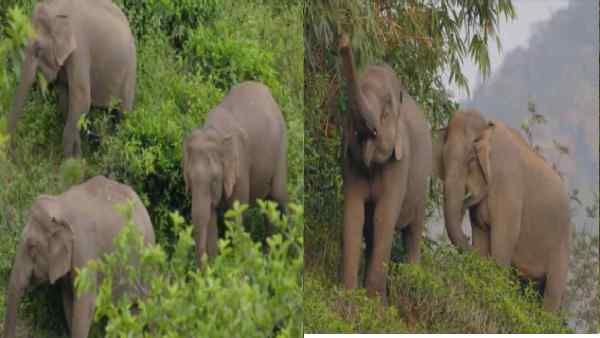 नए साल में हाथियों से सीखें जीने का तरीका, IAS अफसर ने 5 प्वाइंट में समझाया, देखें Video