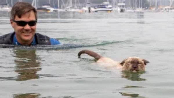 ऑस्ट्रेलिया की सबसे फेमस बिल्ली को कुत्ते मालिक दे रहे हैं धमकियां, हैरान करने वाली है वजह