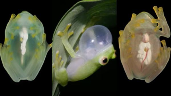 वैज्ञानिकों को मिला 'जादुई मेंढक', खुद को बना ले रहा पारदर्शी, क्या बचाएगा इंसानों की जान?