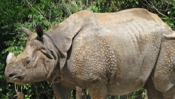 Wild Life (Protection) Amendment Bill: वन्य जीवन (संरक्षण) संशोधन विधेयक को मिली मंजूरी, जानिए उसके बारे में
