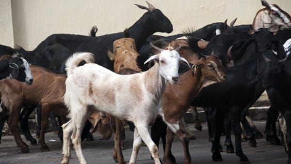 Umaria News: सैकड़ों किलोमीटर दूर चोरी हुई 26 बकरियां बरामद, हैदराबाद से पकड़ लाई पुलिस