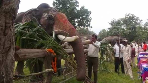 Bandhavgarh : बांधवगढ़ टाइगर रिजर्व के पालतू सूर्या हाथी पर जंगली हाथियों ने किया हमला, डॉक्टरों ने बचाई जान