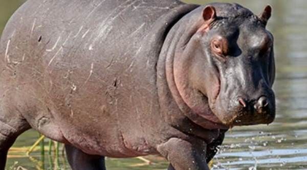 जाको राखे साइयां मार सके न कोई! Hippo ने दो साल के बच्चे को निगलने के बाद जिंदा उगला