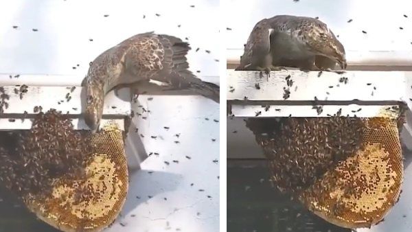 VIDEO: भूख से परेशान पक्षी ने लिया मधुमक्खियों से 'पंगा', क्या हुआ अंडे खाने का अंजाम?
