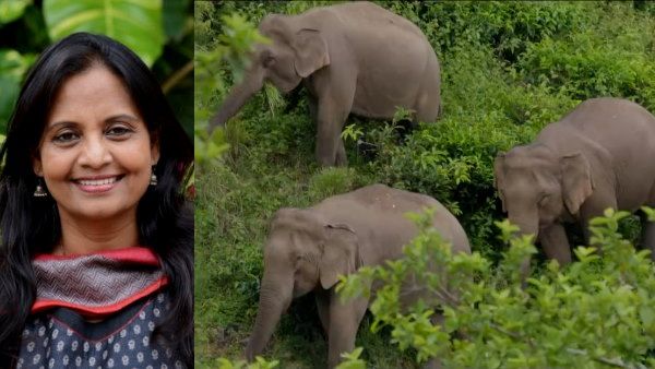 New Year 2023 पर हाथियों से सीखें ये 5 Lessons, Supriya Sahu IAS ने शेयर की इंटरेस्टिंग पोस्‍ट