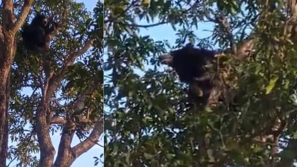 Umaria News : शहद के लालच में आम के पेड़ में चढ़ा भालू, वन विभाग को उतारने में छूटे पसीने