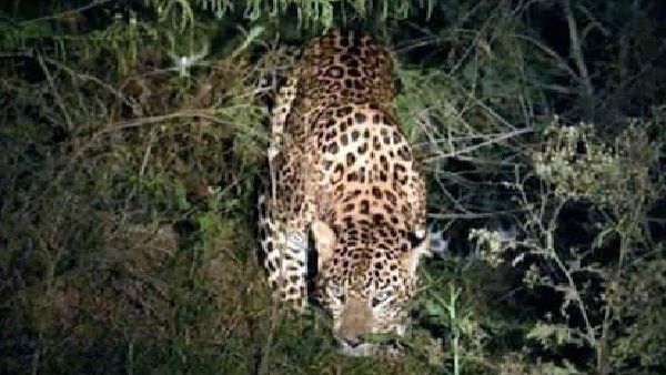 सागर विवि परिसर में तेंदुए की दहशत, पालतू कुत्ते का किया शिकार