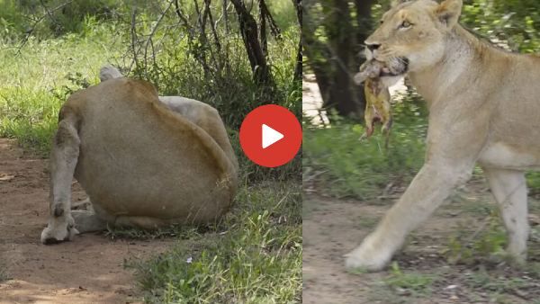 VIDEO: शेरनी ने झाड़ियों के बजाए सड़क पर दिया बच्चे को जन्म, इंसानों को देखते ही किया ये काम