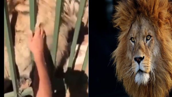 VIDEO:'मूर्ख ये तेरी पालतू बिल्‍ली नहीं 'ZOO के पिंजरे में बंद शेर को हाथ से सहलाने लगा शख्‍स, देखें अंजाम