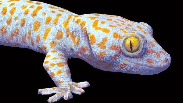 करोड़ों रुपये की अनोखी छिपकली, अंतर्राष्ट्रीय स्तर पर होती है तस्करी, जानिए क्यों है इतनी क़ीमत ?