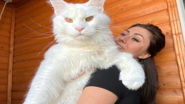 बिल्ली जिसे देख Dogs खा जाते हैं धोखा, चट कर जाती है 5000 का ड्राई फूड