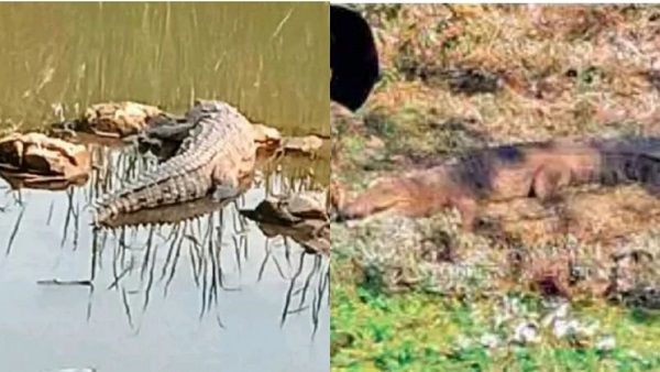 नदी से निकलकर भारी—भरकम मगरमच्छ खेतों में कर रहा तफरी, महीनों से रेस्क्यू टीम को छका रहा