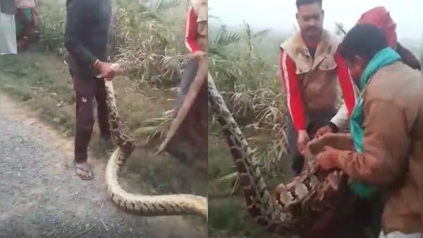 Mau News: एक ही इलाके में लगातार मिल रहे अजगर, वनकर्मियों ने बताई बड़ी वजह