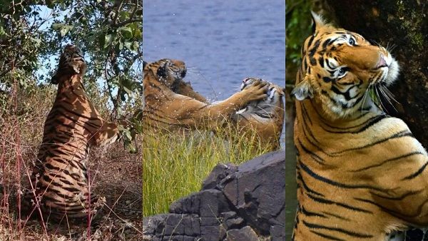 बाघों की सबसे ज्यादा मौतें मप्र में हुईं, एक साल में 32 टाइगर ने दम तोड़ा