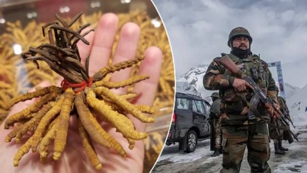Cordyceps Fungus: क्या ‘हिमालयन गोल्ड’ चुराने के लिए चीनियों ने की थी तवांग में घुसपैठ?
