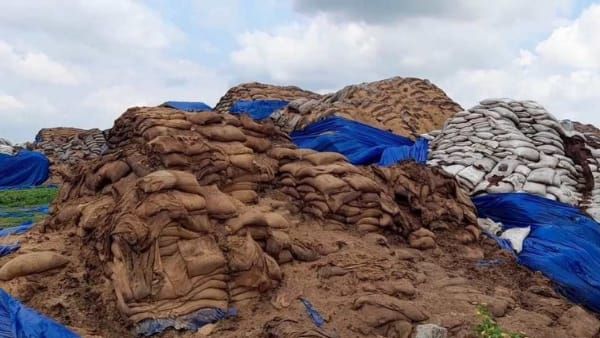 Umaria News : चंदिया ओपन कैंप में रखी करोड़ों का धान बर्बाद, रखरखाव में बरती गई लापरवाही
