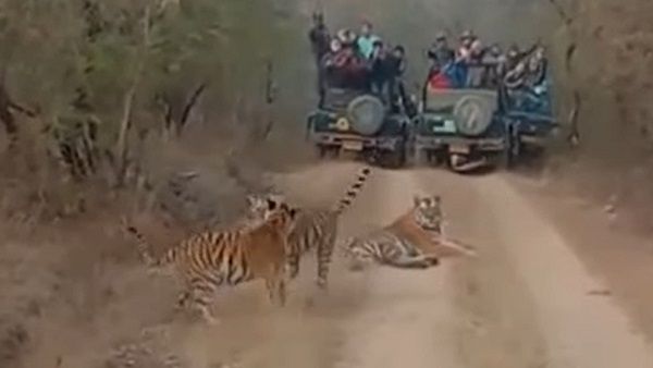 जंगल में बाघों ने रोक लिया सैलानियों का रास्ता, आधे घंटे तक सांसें थामे एकटक देखते रहे