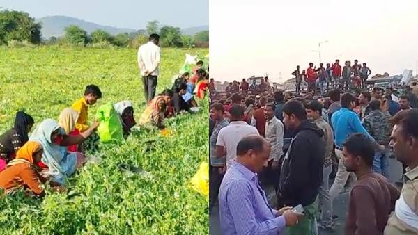 Jabalpur News: मटर के भाव पर मचा बबाल, किसानों ने जबलपुर-भोपाल हाईवे किया जाम, सरकार पर उपेक्षा के आरोप