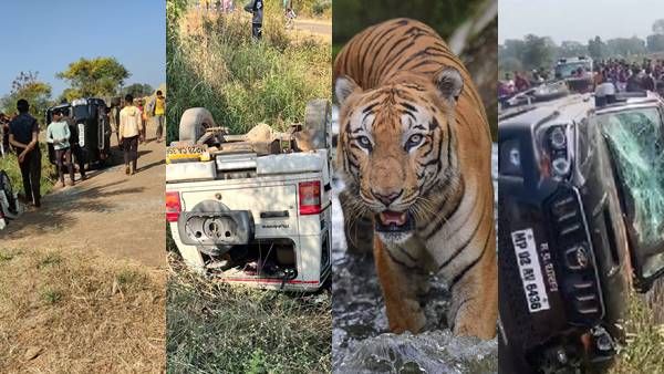 Pench Tiger Reserve: जानलेवा बाघ का बदला...’ सिवनी के ग्रामीणों ने पशु चिकित्सक को पीटा, पलटाई गाड़ियां तोड़फोड़