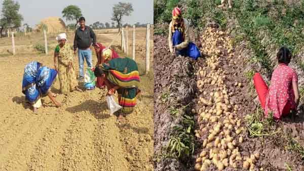 Durg : गौठान की बाड़ीयों में आलू की खेती, पाटन में किया जा रहा प्रयोग, महिलाओं को दिया गया प्रशिक्षण