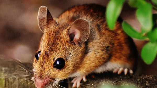 BIG Job Offer: सरकार ने निकाली चूहे पकड़ने की नौकरी, मिलेगी 1.3 करोड़ सैलरी