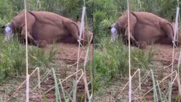Rhino का बच्‍चे को जन्‍म देते हुए खूबसूरत मूवमेंट कैमरे में हुआ कैद, देखें दुर्लभ VIDEO