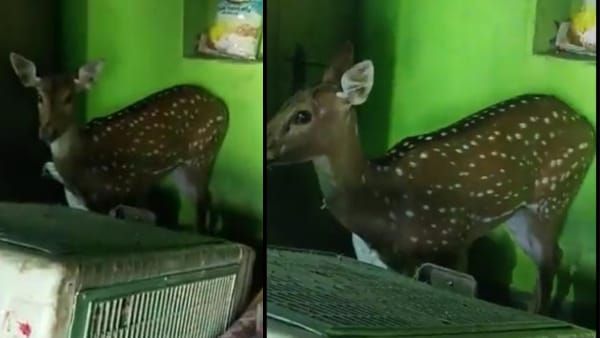 shahdol video news : जब जंगल से भटक कर घर में जा घुसा चीतल, वन विभाग ने किया रेस्क्यू