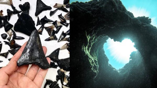 समुद्र में 5KM अंदर मिला रहस्यमयी कब्रिस्तान, क्या है अंदर मिले 750 'दैत्याकार दांत' की गुत्थी?