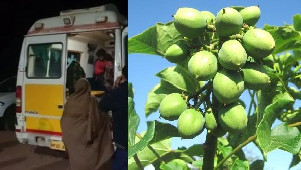 Shivpuri news: खेल-खेल में बच्चों ने खा लिए रतनजोत के बीज, चार बच्चों की तबीयत बिगड़ी