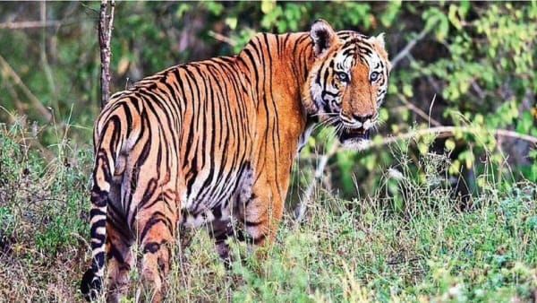 Sidhi news : गौशाला में घुसकर बाघ ने किया हमला, एक गाय और दो बैल को उतारा मौत के घाट