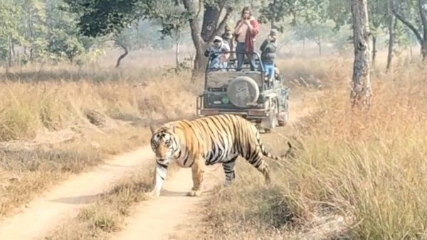 Panna Tiger Reserve: घास से निकलकर गुर्राते हुए पर्यटकों की गाड़ी के सामने आ गया 'टाइगर'