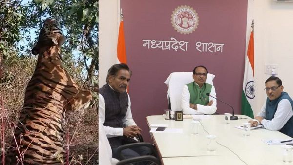 टाइगर के शिकार मामले में सीएम ने बुलाई आपात बैठक, अधिकारियों को लगाई फटकार