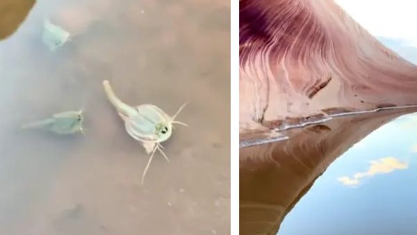 इंसानों को मिला डायनासोर युग से पहले का जीव, शरीर में 3 आंखें, पानी में आते ही तेजी से हो रहा विकास