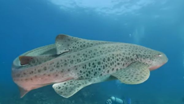 मेल शार्क को 'देखकर' ही गर्भवती हो गई फीमेल जेब्रा शार्क, कुंवारी रहकर दिया बच्चों को जन्म, वैज्ञानिक हैरान