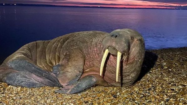 Walrus: अंटार्कटिका से 14000 KM दूर कैसे पहुंचा दुर्लभ जीव? Beach पर देख लोग हैरान