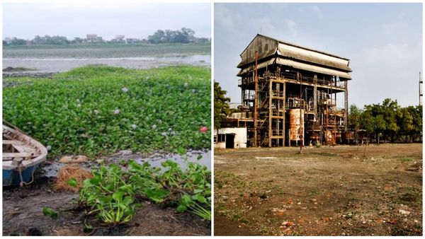 Bhopal Latest News : यूनियन कार्बाइड के जहरीले पानी में अवैध तरीके से उगाए जा रहे सिंघाड़े, प्रशासन बेखबर