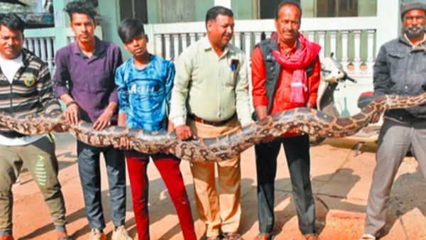 विदिशा के गुलाबगंज में 15 फिट लंबा अजगर निकलने से मचा हड़कंप, सर्व विशेषज्ञ ने पकड़ कर वन विभाग को सौंपा