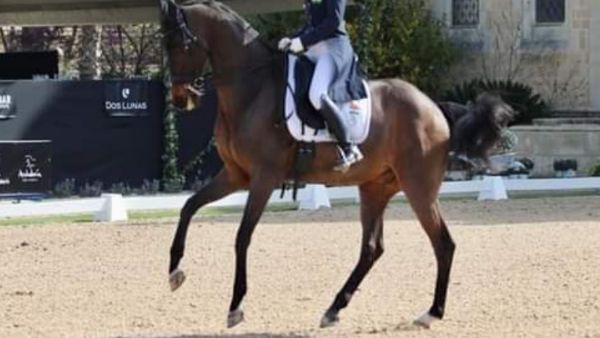 MP : देशभर से भोपाल पहुंचे 215 घोड़े दिखाएंगे अपनी रफ्तार का रोमांच, 90 लाख रुपये का सबसे महंगा घोड़ा क्रिस्टी