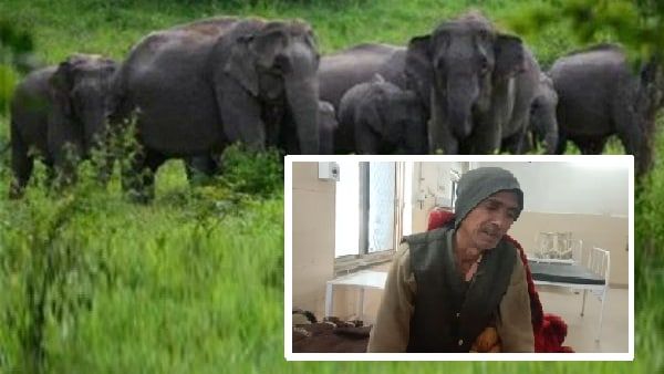 MP News : उमरिया में जंगली हाथियों का आतंक, चरवाहे को पटक कर किया घायल, साथी को भी खदेड़ा