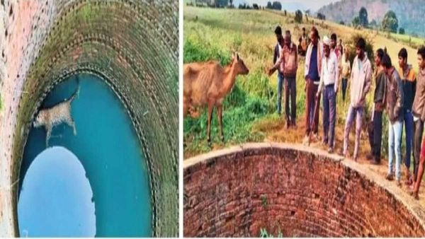 छतरपुर जिले के बाजना गांव में तेंदुए की दर्दनाक मौत, कुएं में उतराता मिला शव