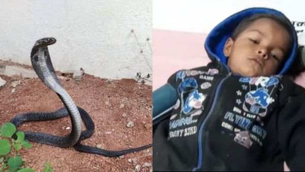 Chhatarpur: खिलौना समझ सांप से खेलने लगी मासूम, हाथ से उठाया तो डस लिया