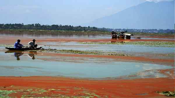 Global Warming का जवाब मिला, बड़ी टेंशन खत्म! जानें Brown Algae में है कितनी क्षमता ?