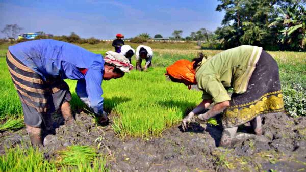 Odisha Black Gram Crop की खेती को दे रहा बढ़ावा, 70 हजार हेक्टेयर में बुवाई, जानिए मकसद
