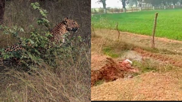 Chhatarpur : शावकों के साथ घूम रही मादा तेंदुआ, खेत में बछड़े का किया शिकार