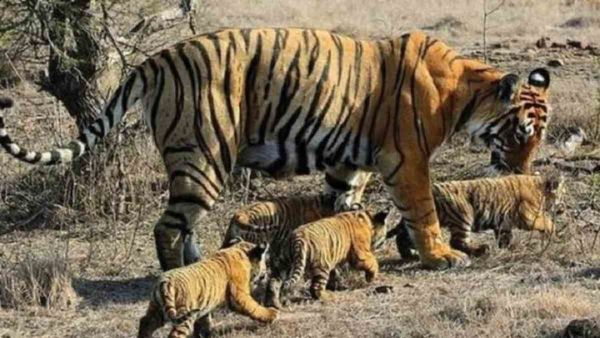 नौरादेही के वीवीआईपी 'टाइगर्स', मिली हाई सिक्योरिटी, हर 'टाइगर' पर श्रमिक गार्ड तैनात