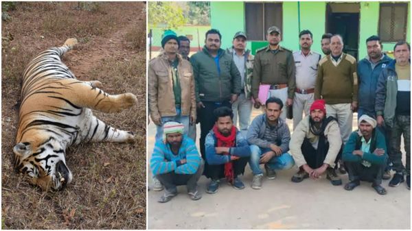 Panna Tiger Reserve: टाइगर को करंट लगाकर शिकार करने वाले 5 शिकारी गिरफ्तार, जेल भेजा