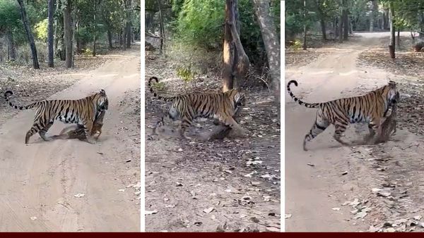 Video: बांधवगढ़ की मशहूर बाघिन कजरी ने चीतल का किया शिकार, कैमरे में कैद हुआ खौफनाक मंजर