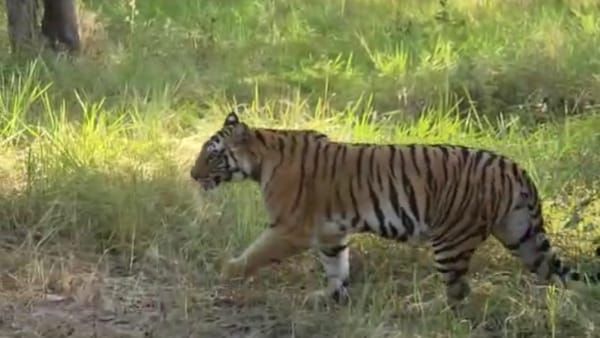 Mp News: न्यू ईयर मनाने बांधवगढ़ पहुंचे पर्यटक, जिप्सी के सामने आया बाघ, रोमांचित कर देने वाला Video