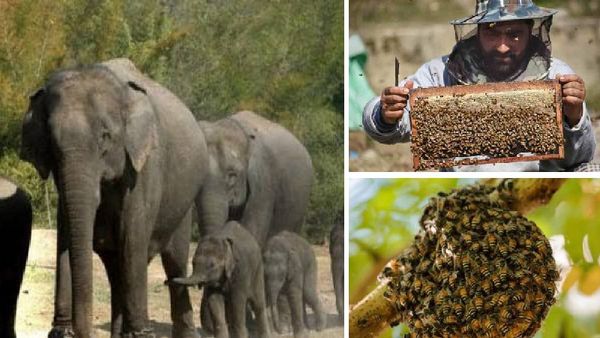 Mp News : हाथियों से खेतों को बचाएंगी मधुमक्खियां, शहद बेचकर किसान करेंगे लाखों की कमाई